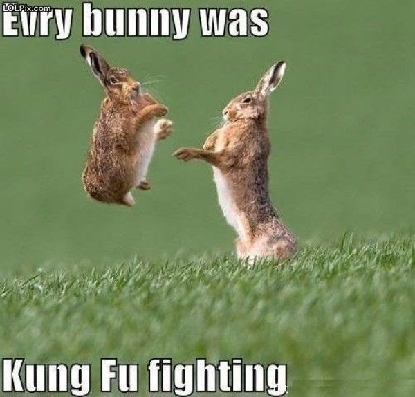 Kung Fu Fighting Bunnies - mileanhour-com